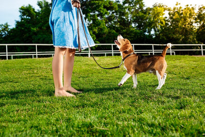 Walkies Made Easy: Exploring Harnesses and Leads for Happy Adventures at Groovepets